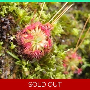 Drosera x legrandi, 10+ gemmae